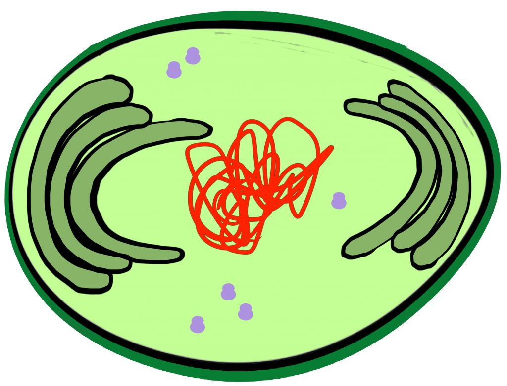 La Cyanobact Rie L Origine Du Chloroplaste